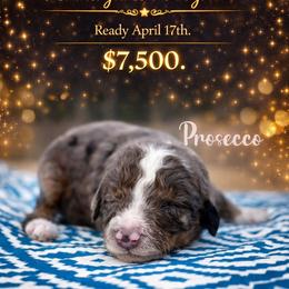 Prosecco - Trained Puppy Selection - Blue merle male Bernedoodle puppy in Youngstown, Florida from Wonderland’s Boujie Kennels