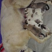Anatolian Pyrenees Puppies from Alisha's Anatolian Pyrenees