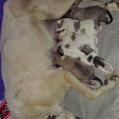 Anatolian Pyrenees Puppies from Alisha's Anatolian Pyrenees