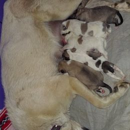 Anatolian Pyrenees Puppies from Alisha's Anatolian Pyrenees