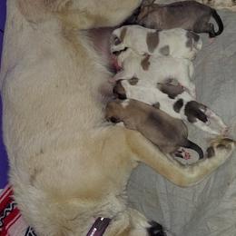 Anatolian Pyrenees Puppies from Alisha's Anatolian Pyrenees