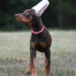 Viva - Red and rust female Doberman Pinscher puppy in Overton, Texas from Obsidian Kennel