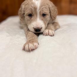 Laila - Brown and white female Bernedoodle puppy in Jacksonville, Florida from Star of the Sea Doodles