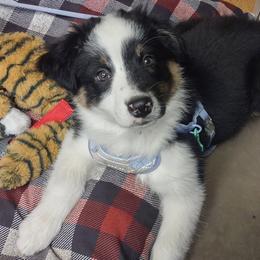 Bailey - Black tri-color female Australian Shepherd puppy in Alden, Minnesota from Foster Creek Farm