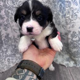 Green boy - Black and tan male American Corgi puppy in Castle Rock, Washington from R and b corgis and farm
