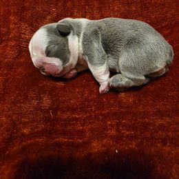 Boy 2 - male French Bulldog puppy in Columbia Falls, Montana from Glacier French Bulldogs of Montana