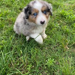 Australian Shepherd Puppies from Sweets' Cattle Co and Australian Shepherds