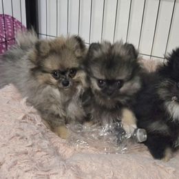 Pomeranian Puppies from Bear Valley Pomeranians