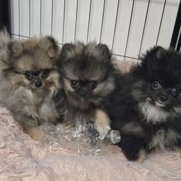 Pomeranian Puppies from Bear Valley Pomeranians
