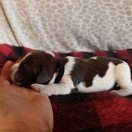 Black Collar Male - Brown and gray male Wirehaired Pointing Griffon puppy in Sheldon, Vermont from Ole Poor Farm