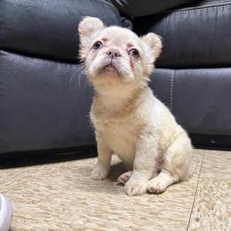 Girl 2 - White female French Bulldog puppy in Salinas, California from Sugar's Maltipoo's, Chihuahuas and Frenchies