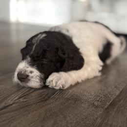 Girl 4 - female Labradoodle puppy in Liberty Hill, Texas from Martin Family Doodle