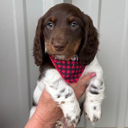 Boy 3 LIMITED AKC - Piebald male Dachshund puppy in Aurora, Missouri from Baker Farms