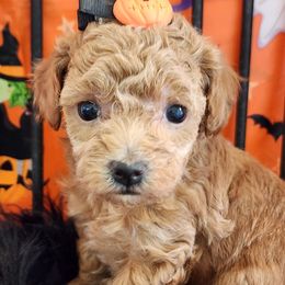 Honey - Red  female Poodle puppy in Orlando, Florida, Florida from Denise’s Puppies