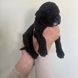 Ellie - Black and white female Aussiedoodle puppy in Greensboro, North Carolina from Glendale Doodles