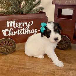Tinsel- Smallest of the litter - Black and white female Bernedoodle puppy in Cartersville, Georgia from Simply Blessed Doodles