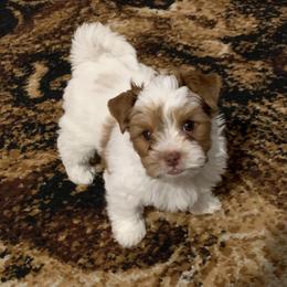 Yorkshire Terrier Puppies from Chocolate and Parti Yorkies in Florida