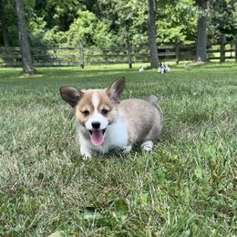 Edith - female Pembroke Welsh Corgi puppy in Hillsboro, Missouri from Crawford Ranch Canines