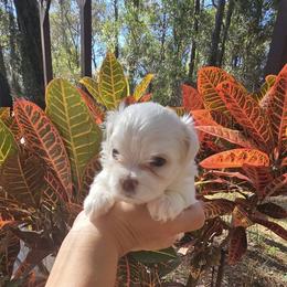 Maltese Puppies from Vegas Maltese