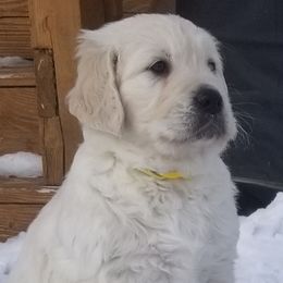 Golden Retriever Puppies from BearMoose Goldens