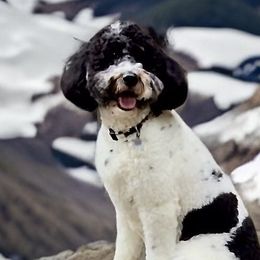 Aspen - Goldendoodle