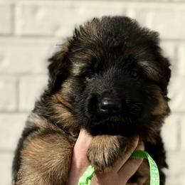 Sky - Black and red female German Shepherd puppy in Johnstown, Ohio from Vom Haus Neufus