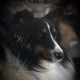 Sutton - Shetland Sheepdog