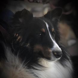 Sutton - Shetland Sheepdog