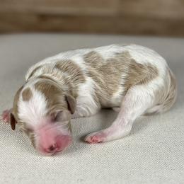 Goldendoodle puppies from Northeast Iowa Doodles