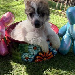 Puppy 2 - Sable male Chinese Crested puppy in Loganville, Georgia from Just Cresteds