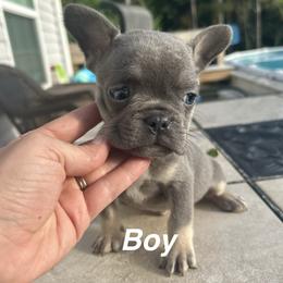 Boy C - Blue male French Bulldog puppy in Gulf Breeze, Florida from Bay Breeze Kennel