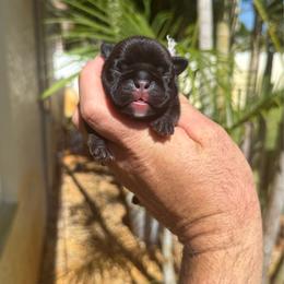 Maria - Brindle female French Bulldog puppy in Largo, Florida from Big Daddy Frenchies