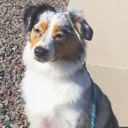 Aussiedoodles, Bernedoodles, and Poodles from Coats of Many Colors LLC
