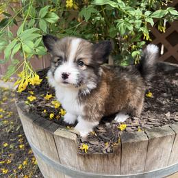 Boy 4 - Red male Pembroke Welsh Corgi puppy in Bakersfield, California from Kern River Corgis