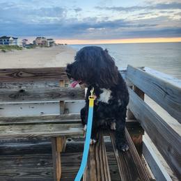 Portuguese Water Dog puppies from Petersheim Porties