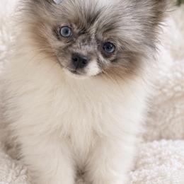 Mosaic - Blue merle female Pomeranian puppy in Buck Valley, Pennsylvania from Buck Valley Pomeranians