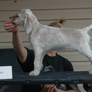 English Setter Puppies from Blu'Star English Setters