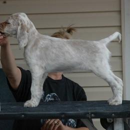 English Setter Puppies from Blu'Star English Setters
