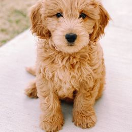 Goldendoodle and Golden Retriever Puppies from Utah Goldens