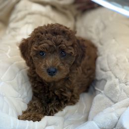 Ella - Red  female Poodle puppy in Fort Wayne, Indiana from Alina's Poodles