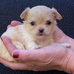 Chihuahua Puppies from Bayberry Chihuahuas