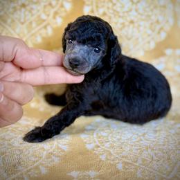 Mochi - Silver male Poodle puppy in Marsing, Idaho from Araceli Toy Poodles