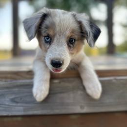 Peaches - Blue merle female Miniature Australian Shepherd puppy in Doddridge, Arkansas from Huddleston Farm
