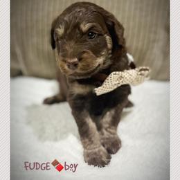 FUDGE - Brown and white male Aussiedoodle puppy in Houston, Texas from Jomelkin Furry Pals