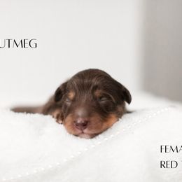 Miniature Australian Shepherd Puppies from Kari's Mini Aussies