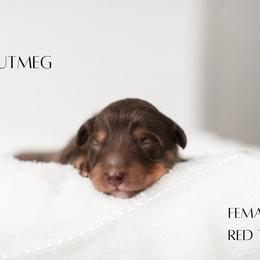 Miniature Australian Shepherd Puppies from Kari's Mini Aussies