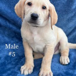 Fifth born - Yellow male Labrador Retriever puppy in Antwerp, Ohio from Clark’s Loyal Labradors