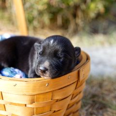 Girl 1 Jackalope "Jackie" - McNab puppy from Iron Oak Stockdogs