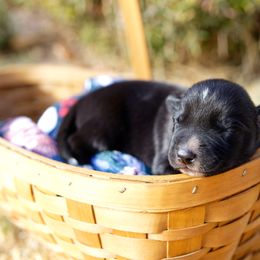 Girl 1 Jackalope "Jackie" - McNab puppy from Iron Oak Stockdogs