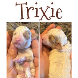 Trixie - Parti female Poodle puppy in Chattanooga, Tennessee from Scenic City Doodles